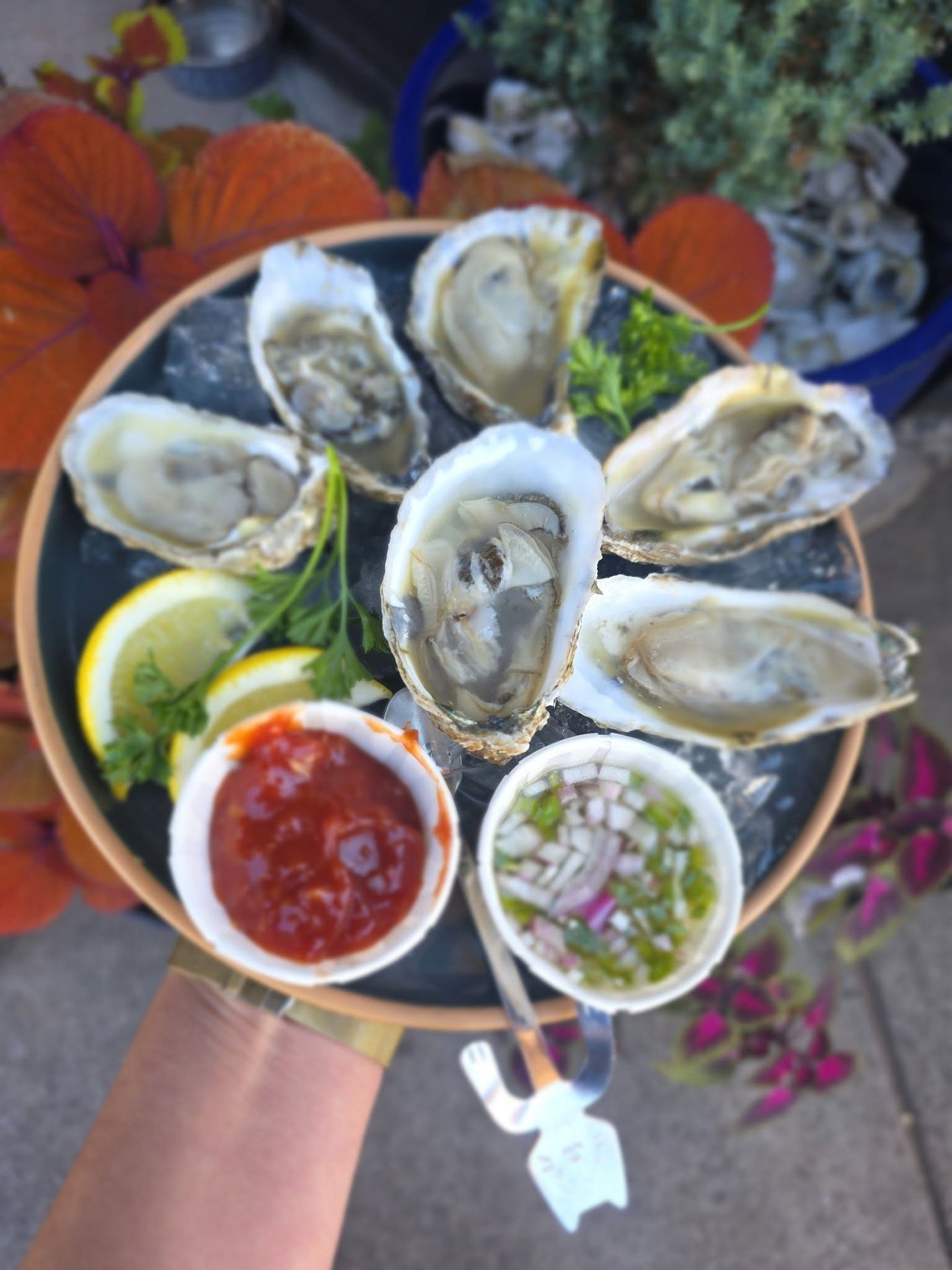 Half-dozen oysters on ice with cocktail sauce and mignonette at Borracho's